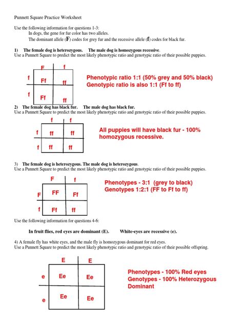 punnett square practice worksheet all about dogs answer key